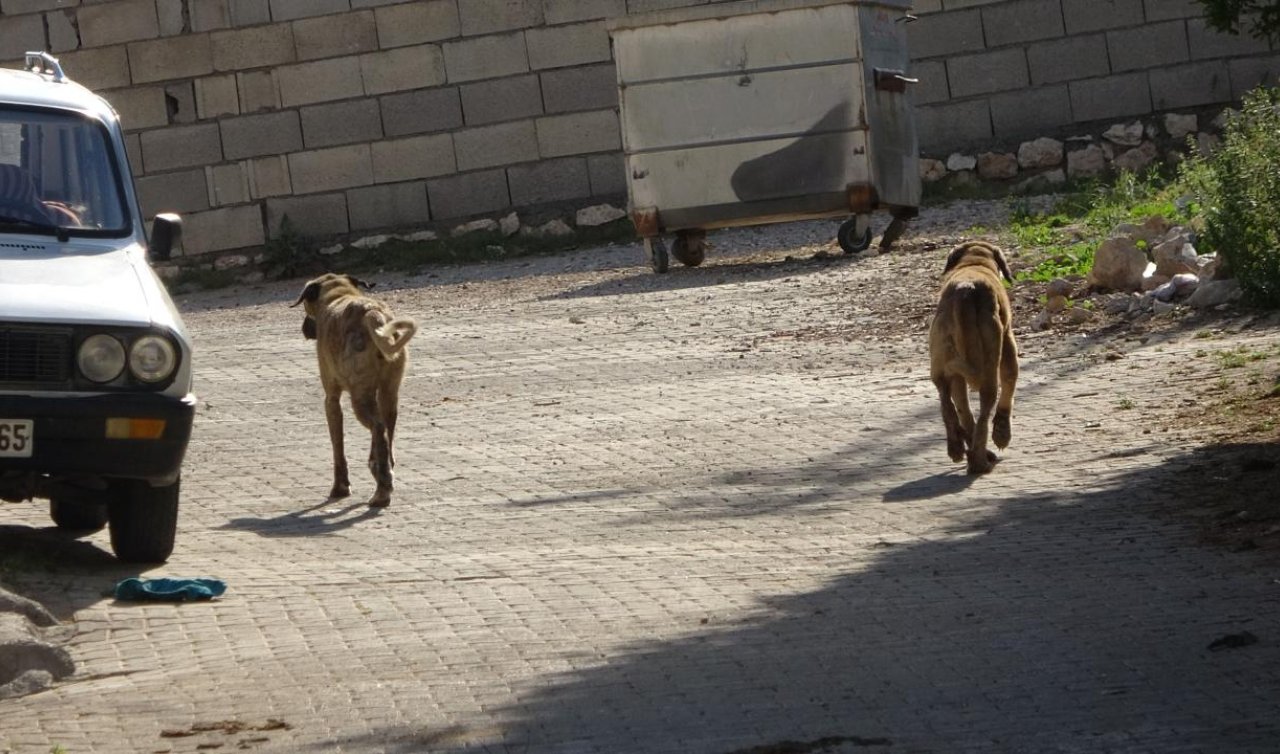 Başıboş köpekler 22 tavuğu telef etti