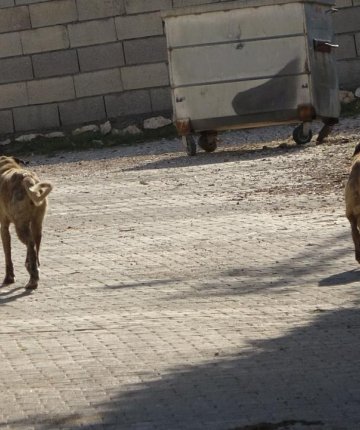 Başıboş köpekler 22 tavuğu telef etti
