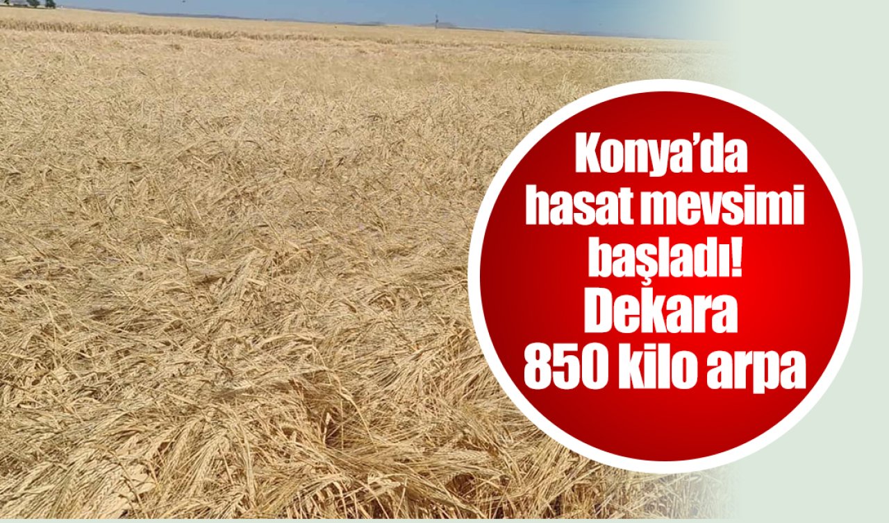 Konya’da hasat mevsimi başladı! Dekara 850 kilo arpa