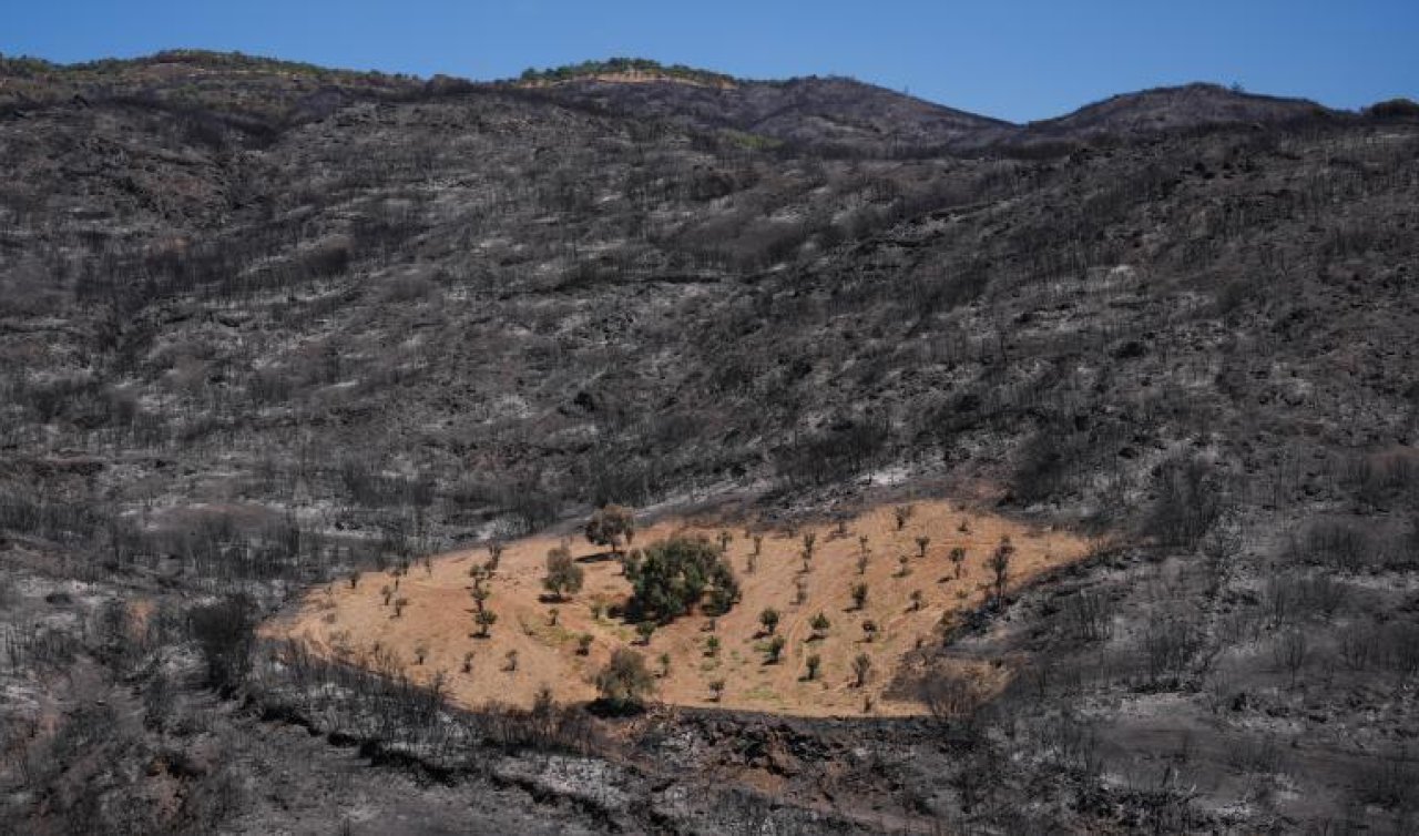 İzmir’de önceden otlardan temizlenen bahçe yangından etkilenmedi