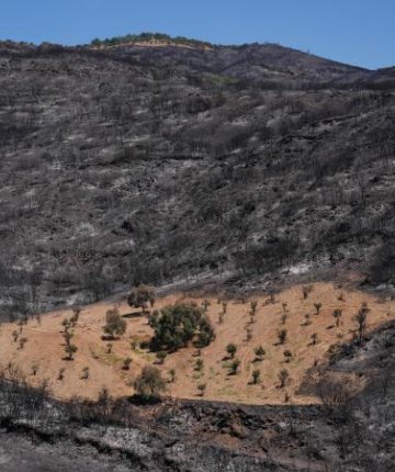 İzmir’de önceden otlardan temizlenen bahçe yangından etkilenmedi