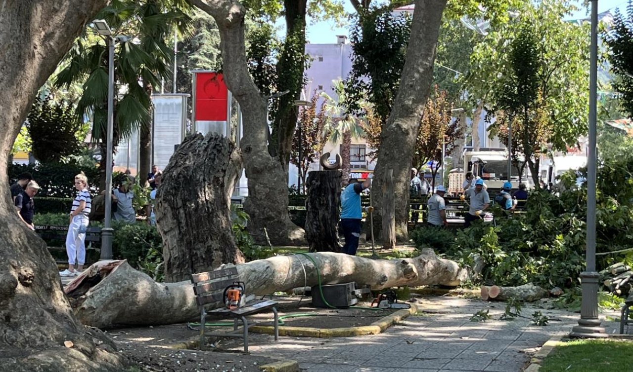Ağaçtan kopan dal üzerlerine düştü: 1 ölü 2 yaralı