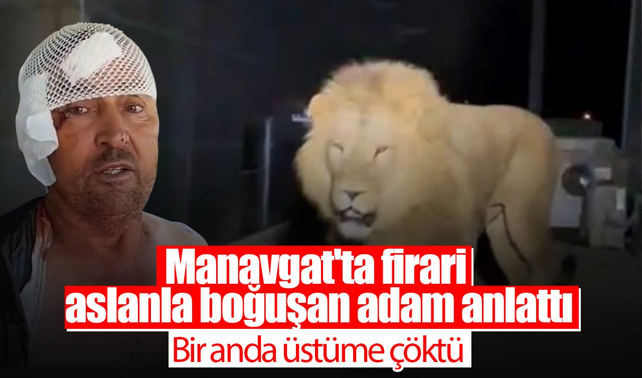 Manavgat’ta firari aslanla boğuşan adam anlattı: Bir anda üstüme çöktü