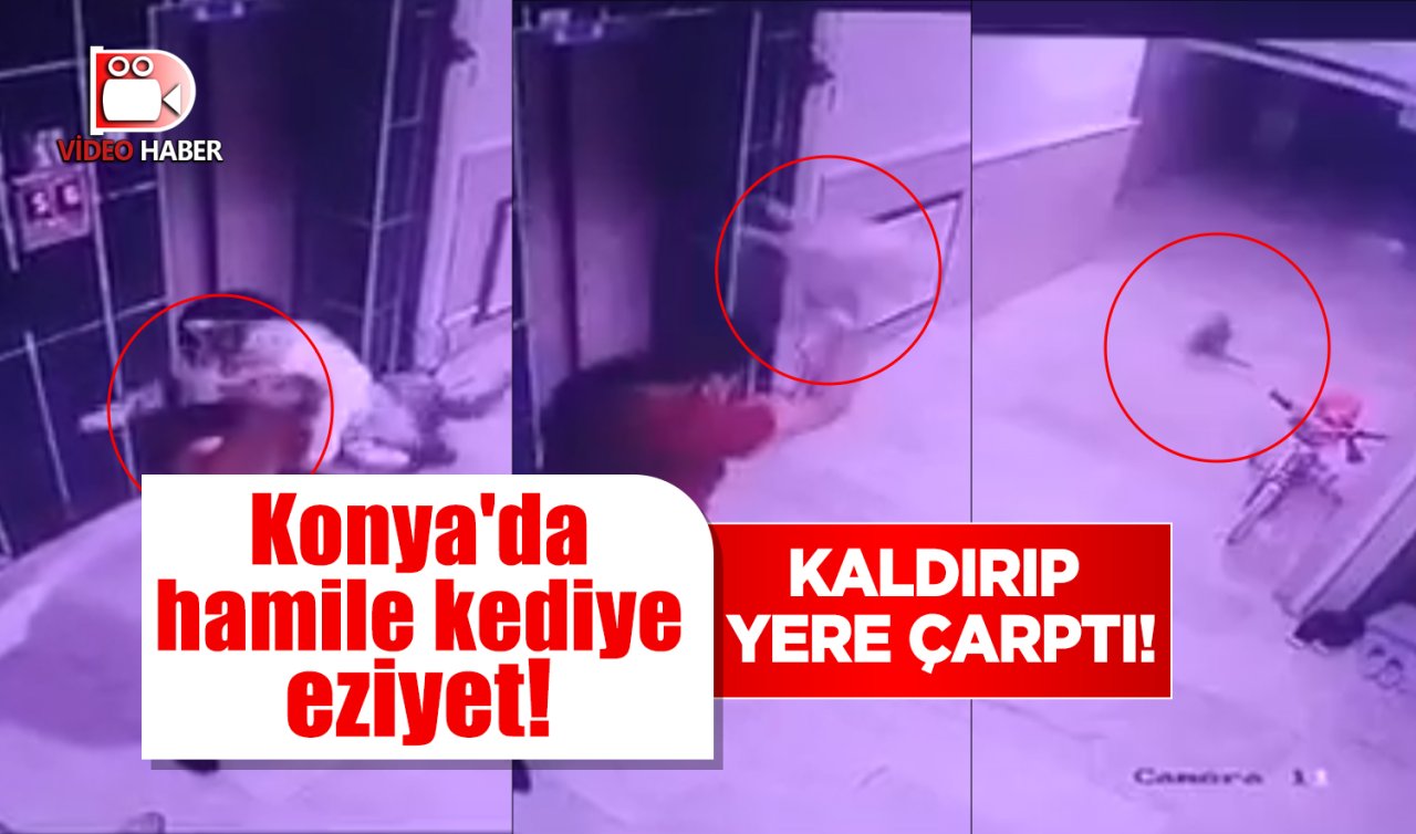 Konya’da hamile kediye eziyet! KALDIRIP YERE ÇARPTI!