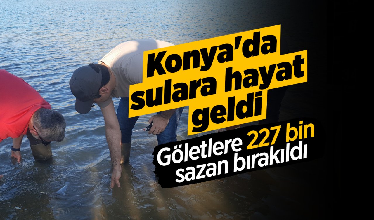 Konya’da sulara hayat geldi: Göletlere 227 bin sazan bırakıldı