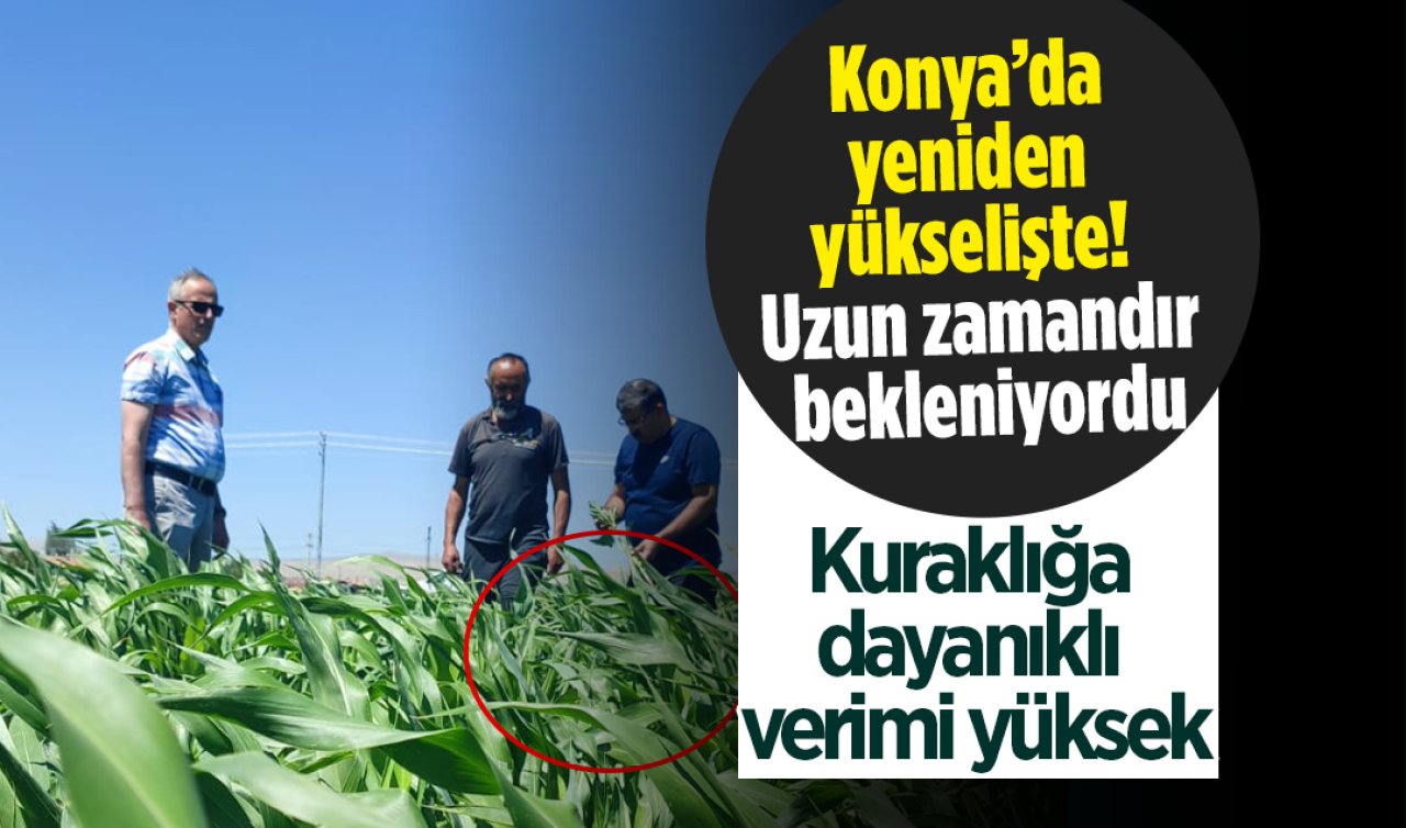 Konya’da yeniden yükselişte! Kuraklığa dayanıklı verimi yüksek