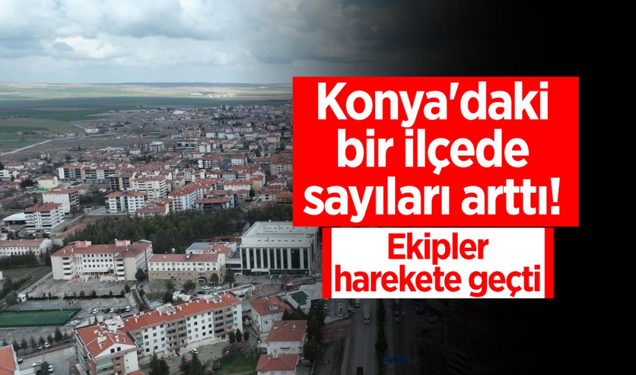Konya’daki bir ilçede sayıları arttı! Ekipler harekete geçti 