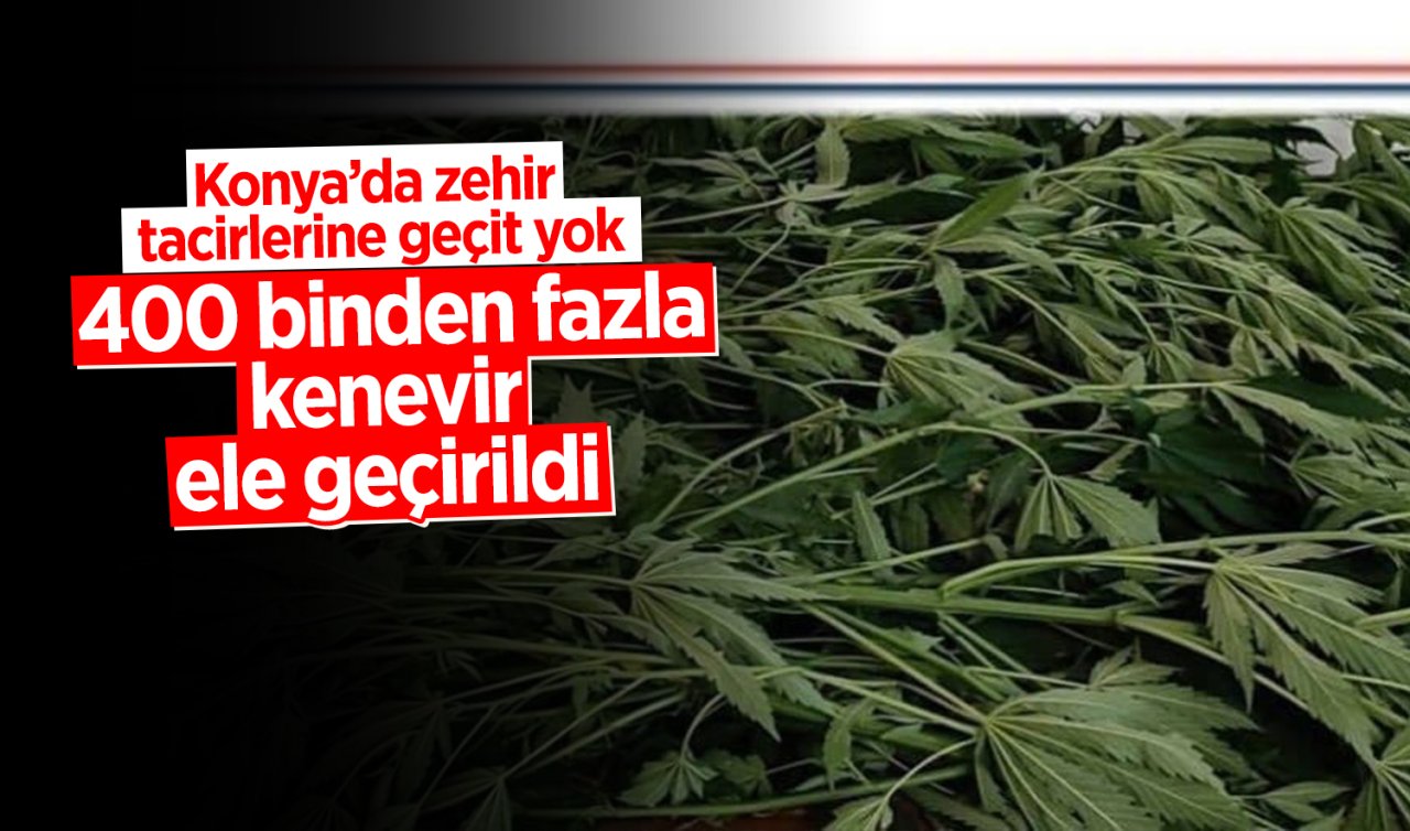 Konya’da zehir tacirlerine geçit yok: 400 binden fazla kenevir ele geçirildi