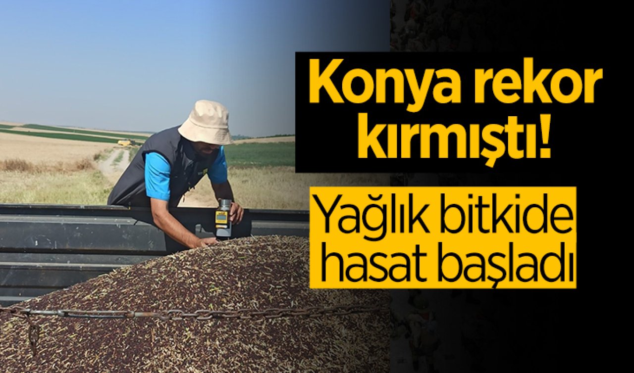 Konya rekor kırmıştı! Yağlık bitkide hasat başladı