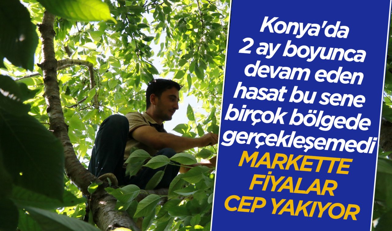Konya’da bu meyvenin rekoltesi yüzde 90 düştü! Markette fiyatları cep yakıyor