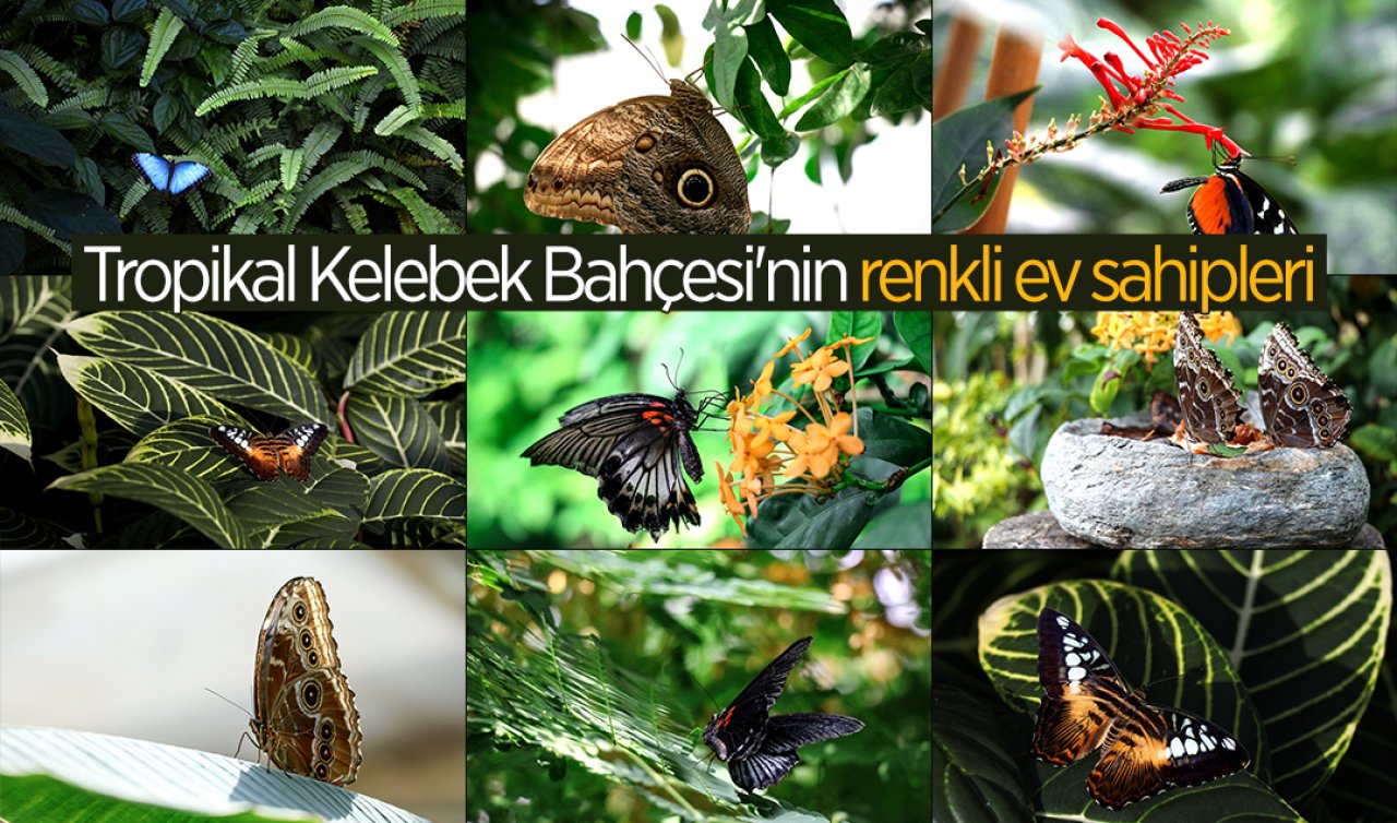 Konya’daki Tropikal bahçenin renkli ev sahipleri yakından görüntülendi