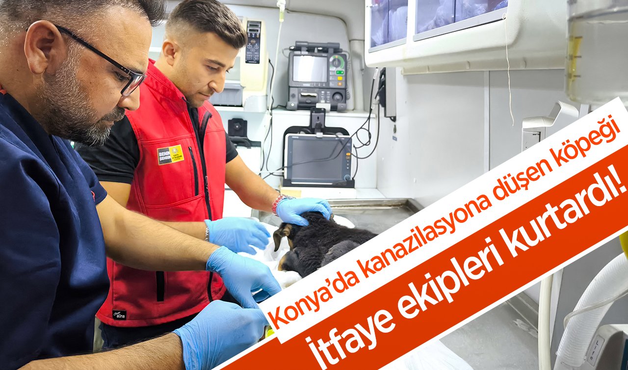 Konya’da kanalizasyona düşen köpeği itfaye ekipleri kurtardı!