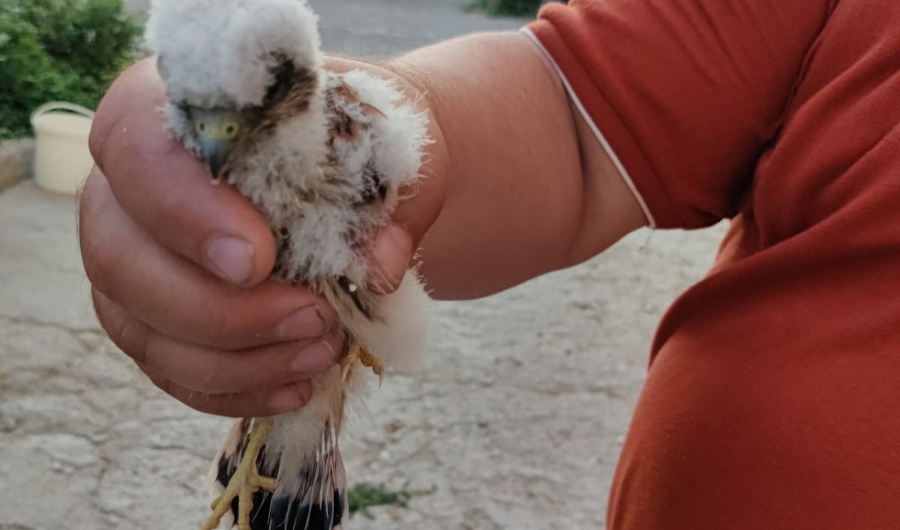 Karapınar’da nesli tehlikedeki yavru doğan koruma altına alındı