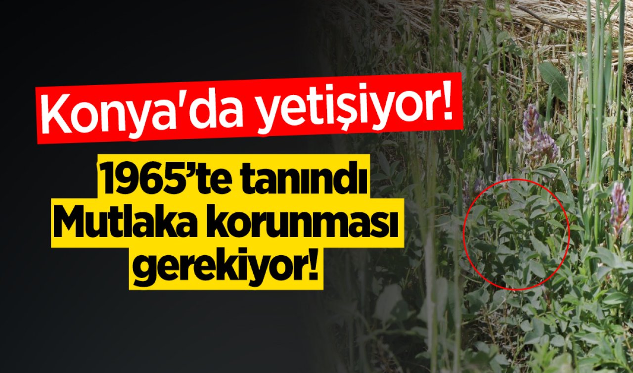 Konya’da yetişiyor 1965’te tanındı: Mutlaka korunması gerekiyor