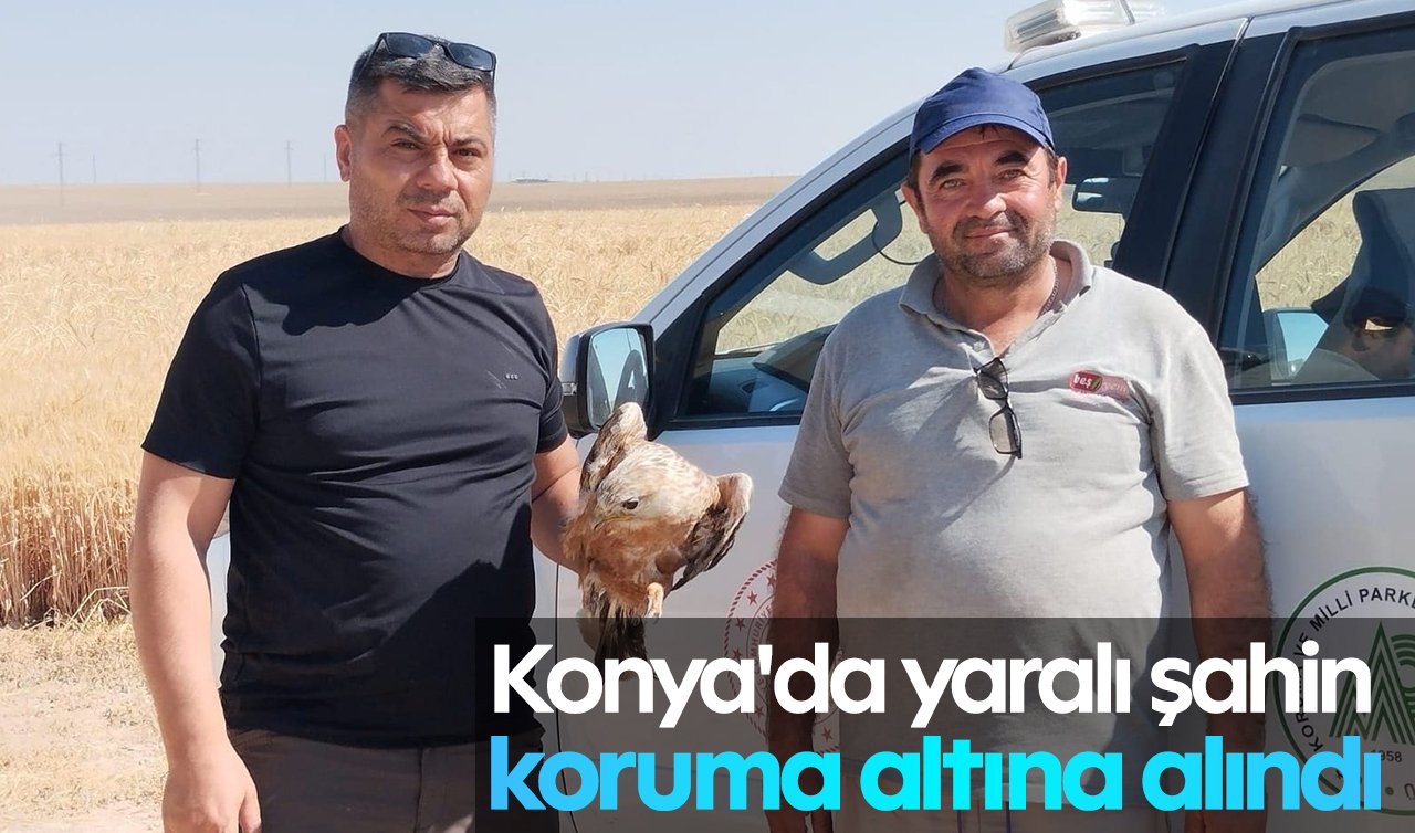 Konya’da yaralı şahin koruma altına alındı