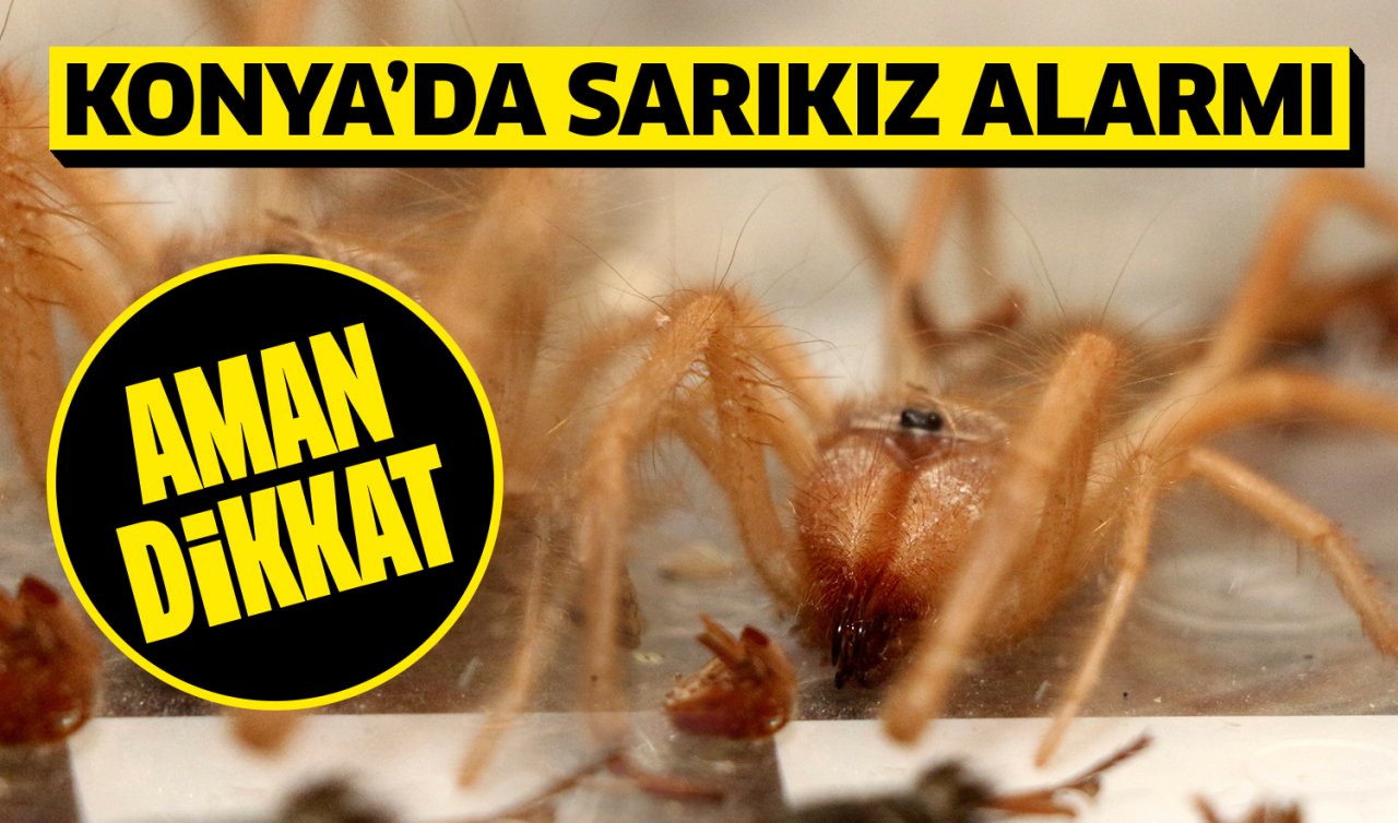 Konya’nın bir ilçesinde görüldü! 8 bacaklı 10 cm’ye kadar uzuyor 