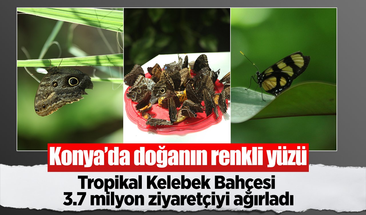 Konya’da doğanın renkli yüzü: Tropikal Kelebek Bahçesi 3.7 milyon ziyaretçiyi ağırladı