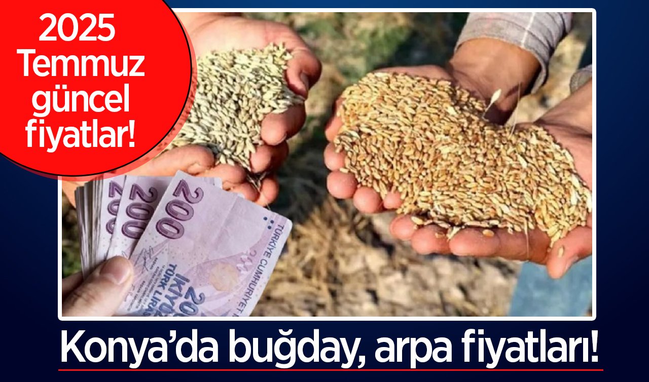 Konya’da buğday, arpa fiyatları! 2025 Temmuz güncel fiyatlar!