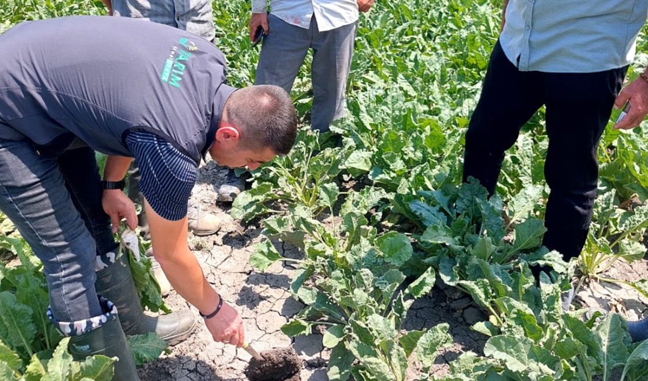 Konya’da pancar üreticileri dikkat! Sulamayı yanlış yapıyor olabilirsiniz