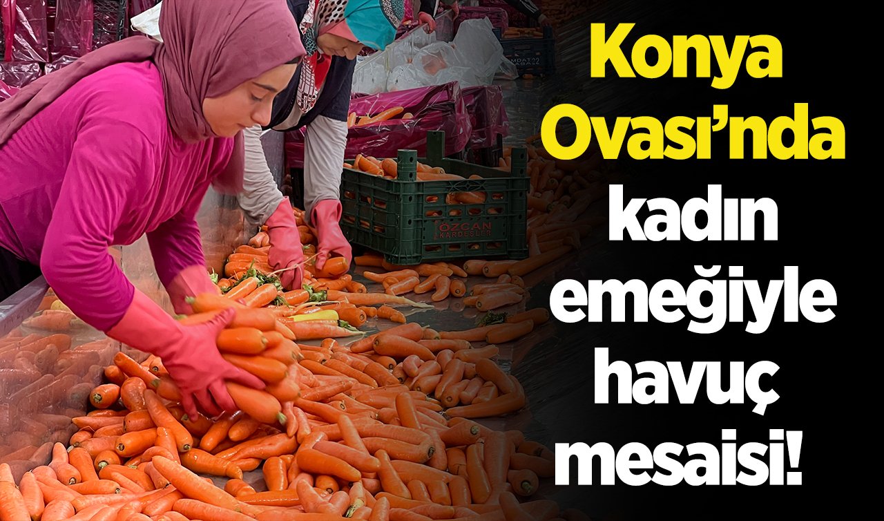 Konya Ovası’nda kadın emeğiyle havuç mesaisi! 