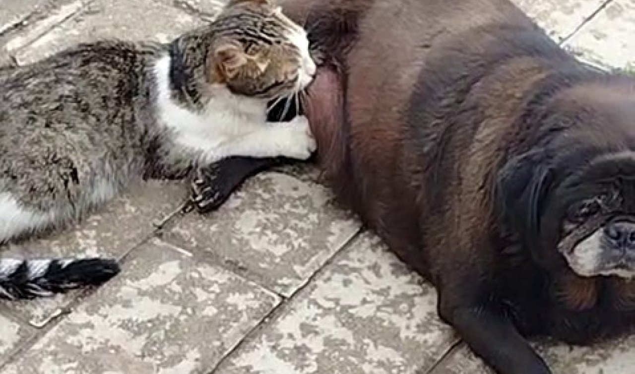 Görenler inanamadı! Köpek kediyi böyle emzirdi
