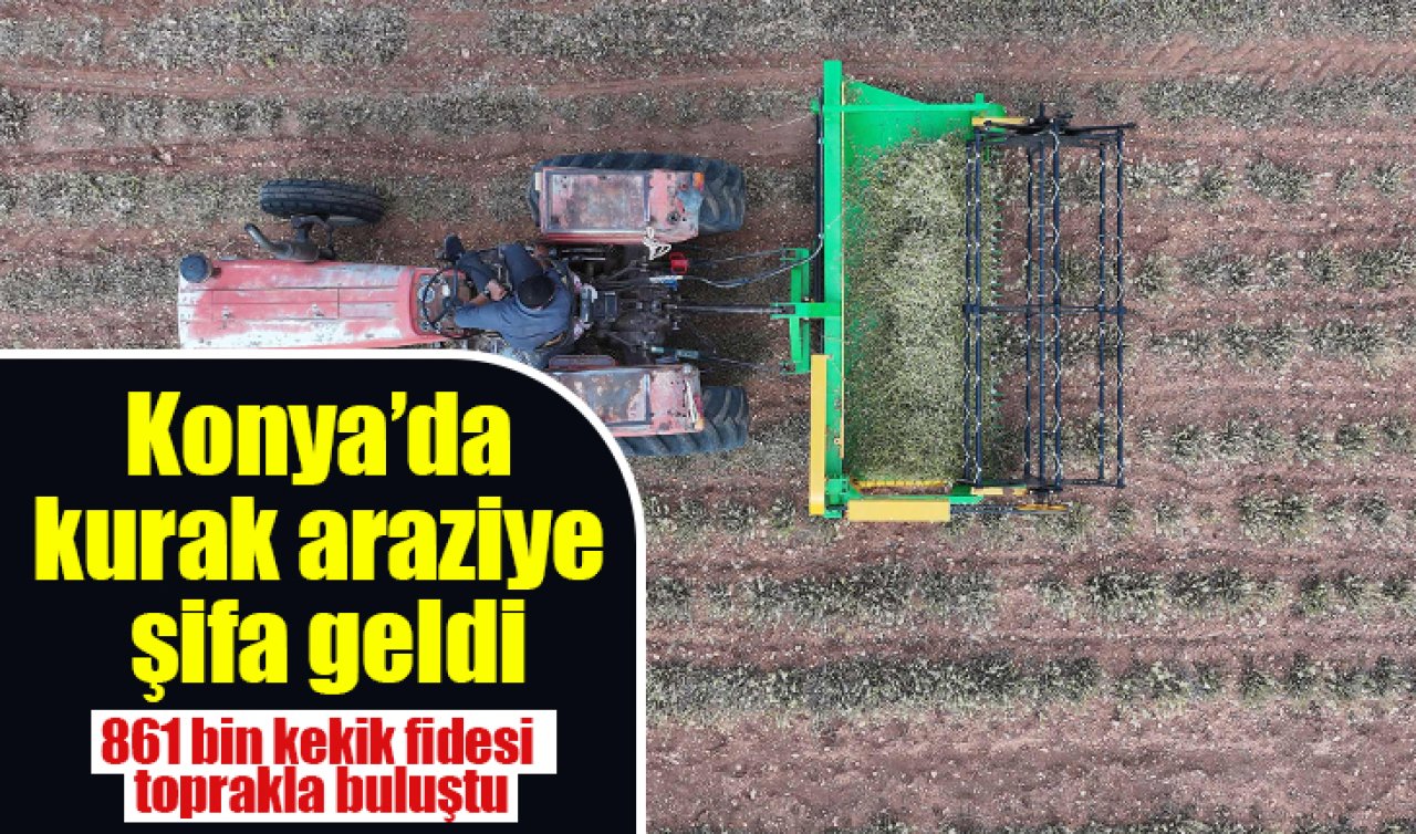Konya’da kurak araziye şifa geldi: 861 bin kekik fidesi toprakla buluştu