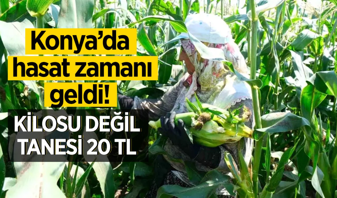 Konya’da hasat zamanı geldi! Kilosu değil tanesi 20 TL 
