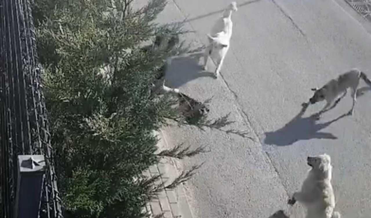 Başıboş köpekler işe giden kadına saldırdı