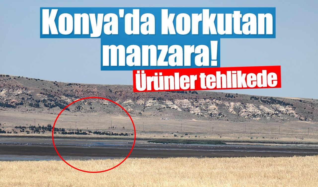 Konya’da korkutan manzara! Ürünler tehlikede 