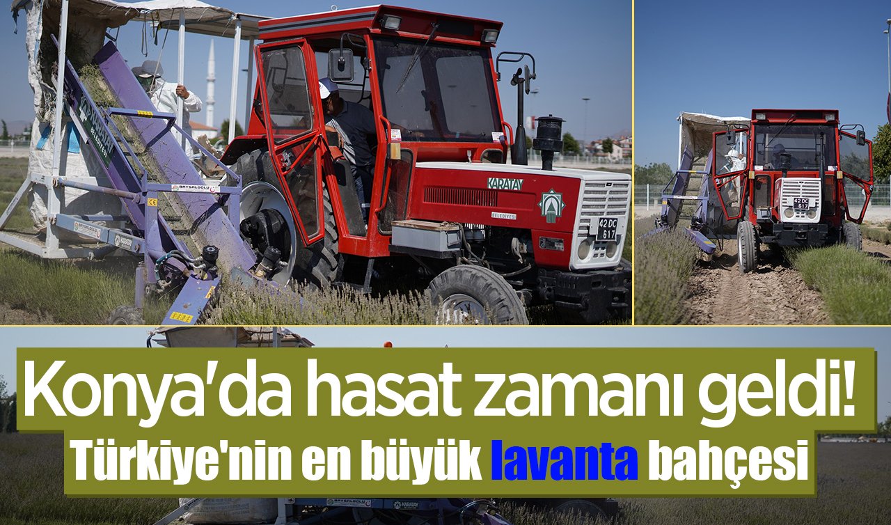 Konya’da hasat zamanı geldi! Türkiye’nin en büyük lavanta bahçesi