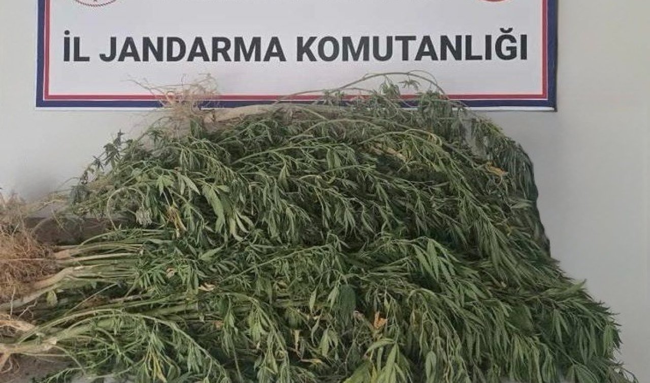 Operasyonda 145 kök kenevir ele geçirildi