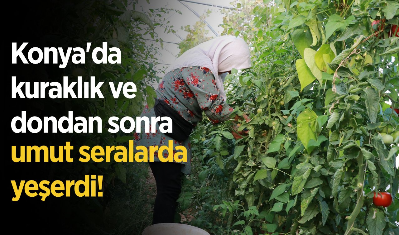 Konya’da kuraklık ve dondan sonra umut seralarda yeşerdi! 