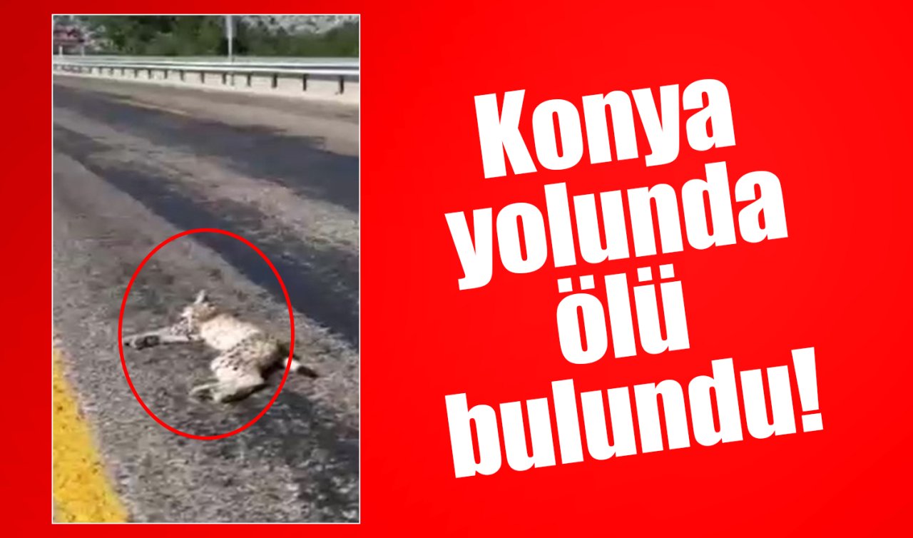 Konya yolunda ölü bulundu! 