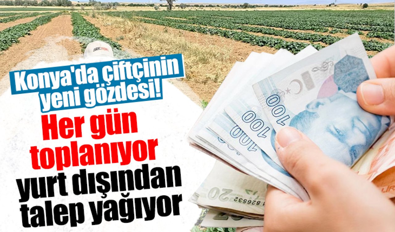 Konya’da çiftçinin yeni gözdesi! Her gün toplanıyor yurt dışından talep yağıyor