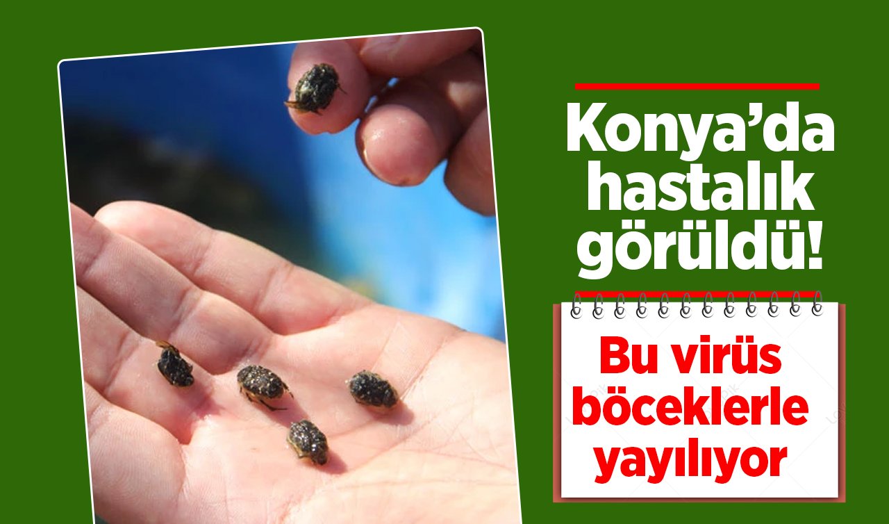 Konya’da hastalık görüldü! Bu virüs böceklerle yayılıyor