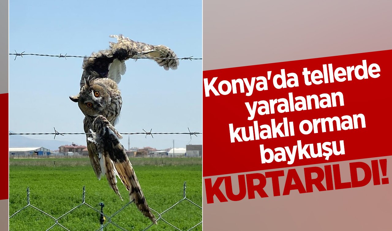 Konya’da tellerde yaralanan kulaklı orman baykuşu kurtarıldı