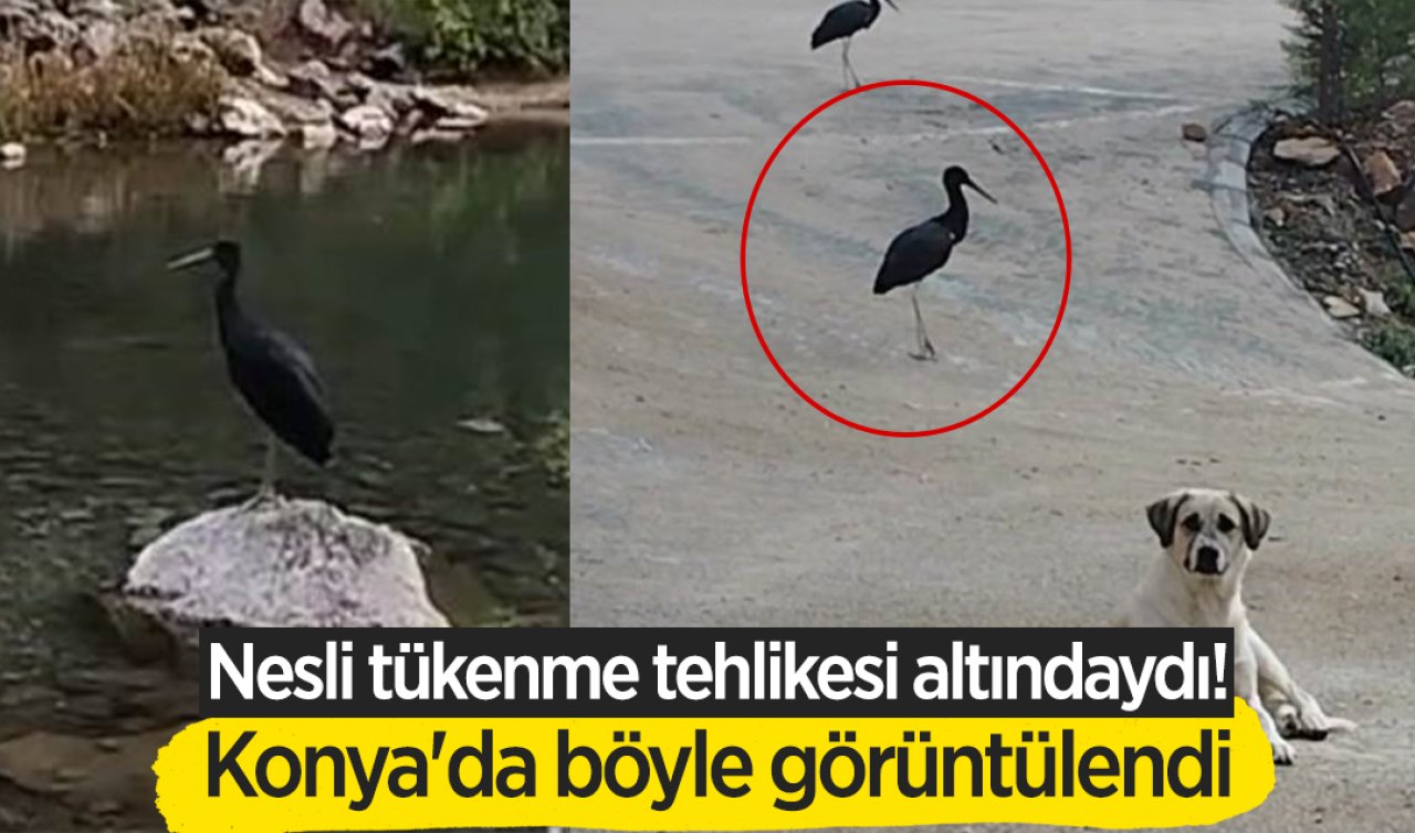 Nesli tükenme tehlikesi altındaydı! Konya’da böyle görüntülendi 