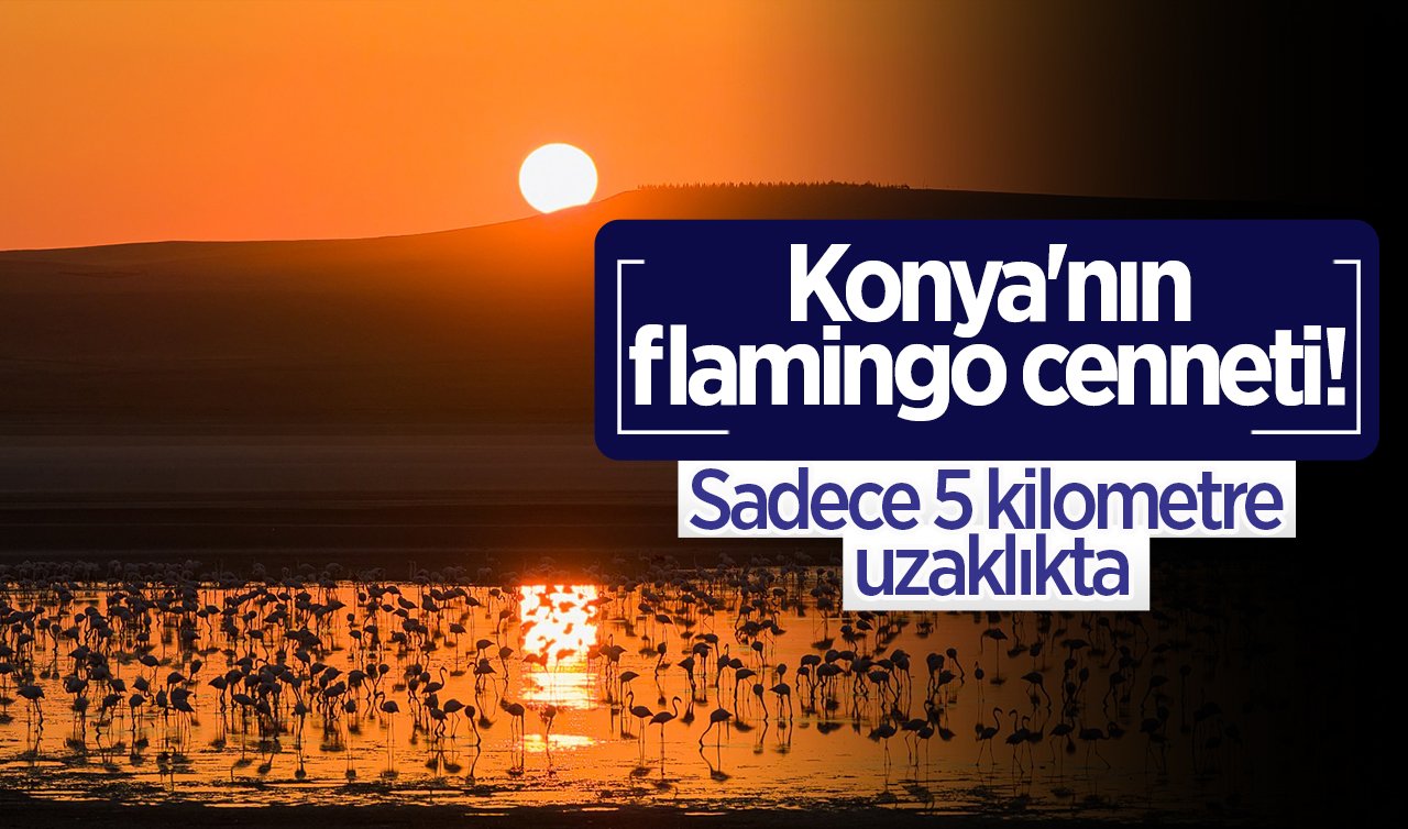 Konya’nın flamingo cenneti! Sadece 5 kilometre uzaklıkta