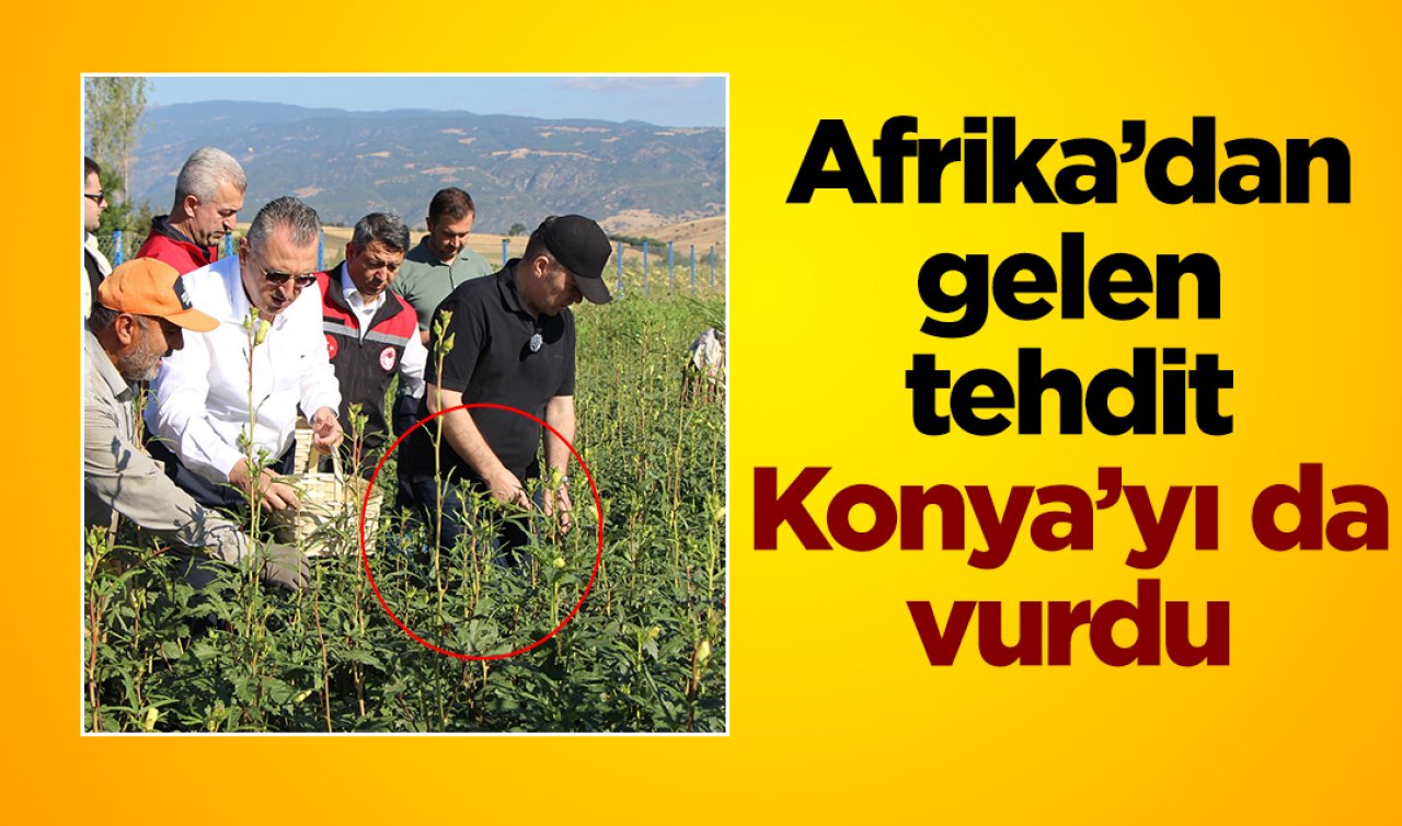 Konya’nın gözdesi tehlikede! Sofralarda altın değerinde 