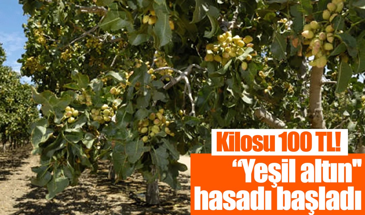 Kilosu 100 TL! “Yeşil altın’’ hasadı başladı