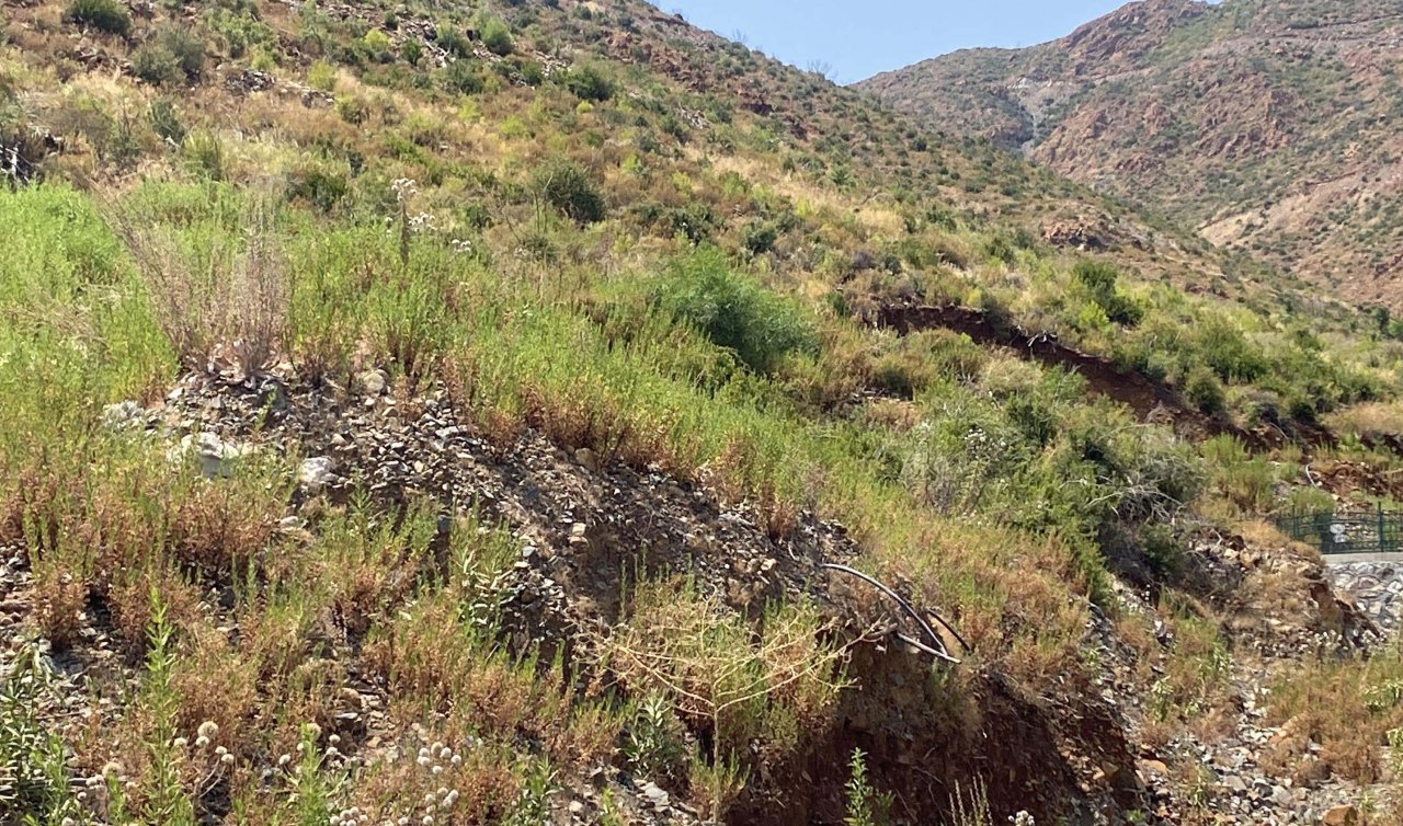 Marmaris’te yanan alanlar yeniden yeşillendi