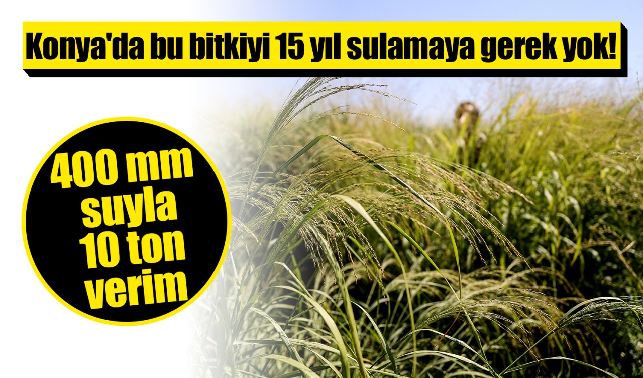 Konya’da bu bitkiyi 15 yıl sulamaya gerek yok! 400 mm suyla 10 ton verim