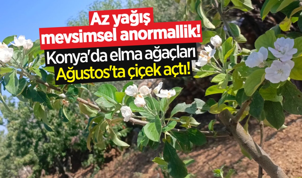 Az yağış mevsimsel anormallik! Konya’da elma ağaçları Ağustos’ta çiçek açtı!