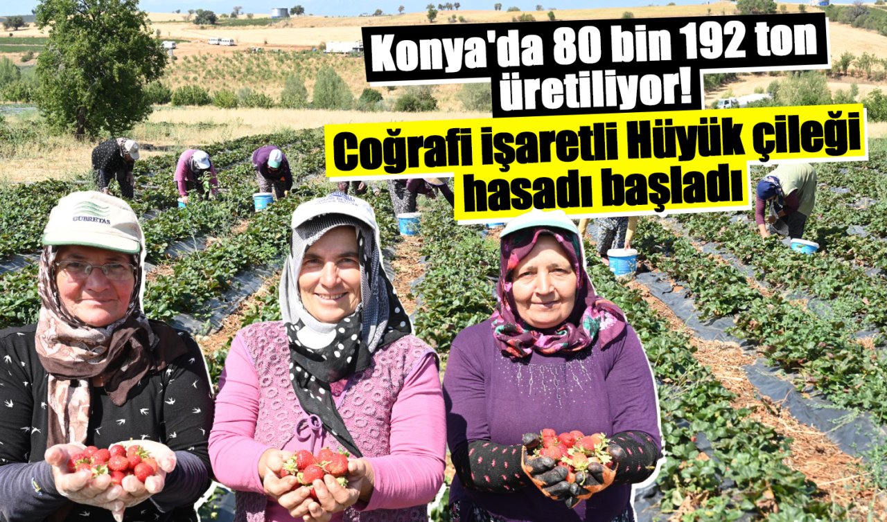 Konya’da 80 bin 192 ton üretiliyor! Coğrafi işaretli Hüyük çileği hasadı başladı