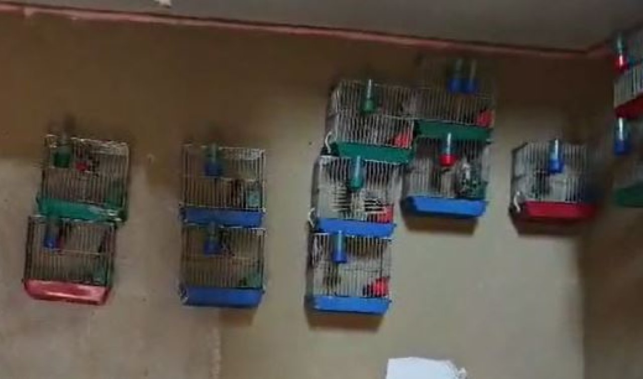 Evinde 21 saka kuşu besleyene 151 bin lira ceza