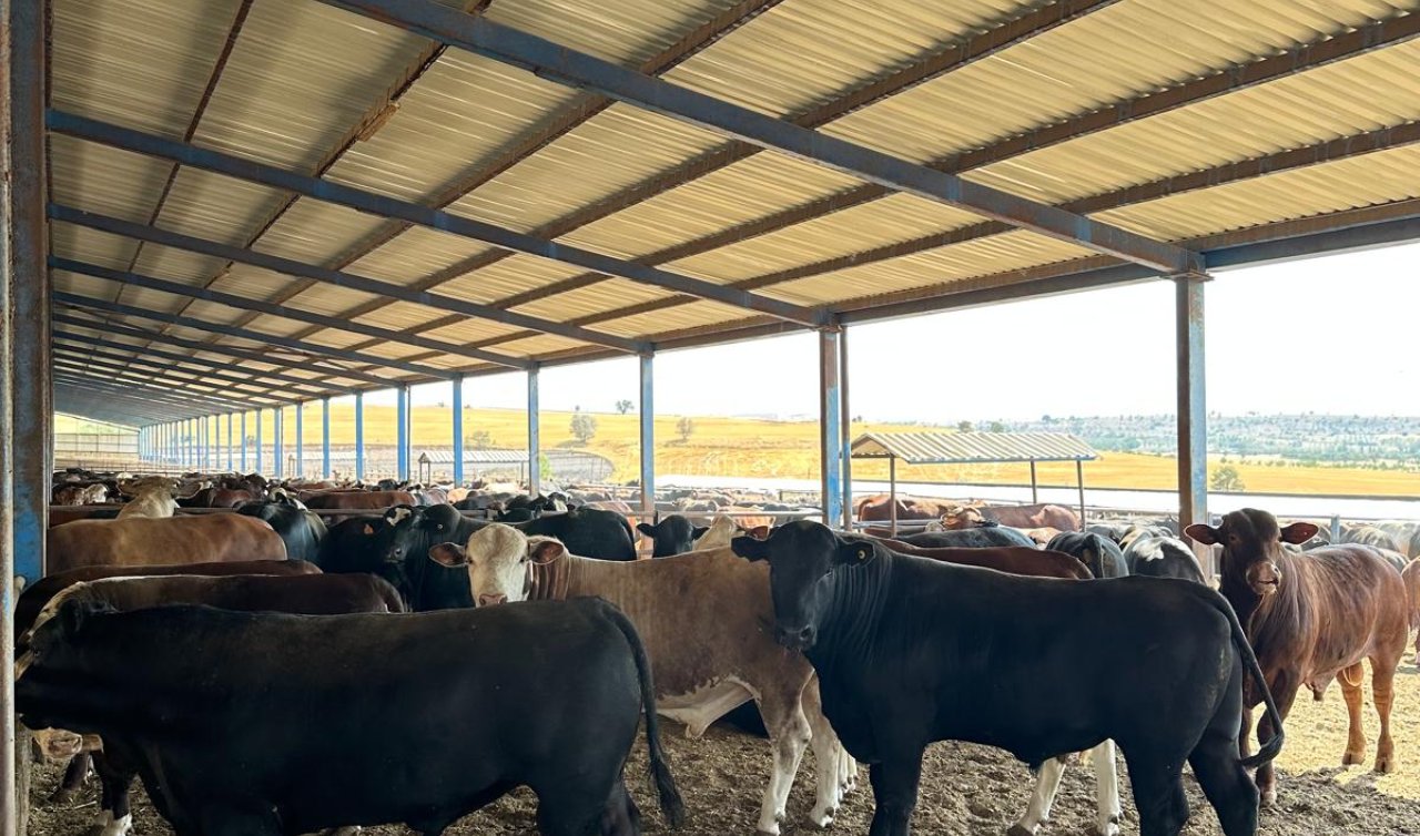 Konya’da büyükbaş hayvanlarda aşılama çalışmaları sürüyor