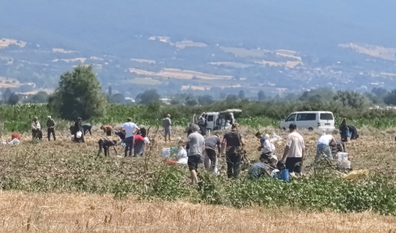 Tarlasındaki patatesleri ücretsiz dağıttı