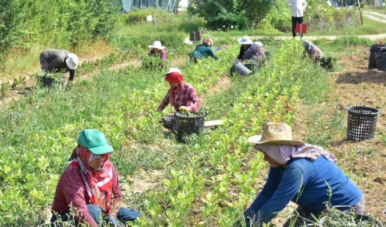 Türkiye’nin tarım envanteri çıkarılıyor: 450 bin çiftçi sisteme işlendi