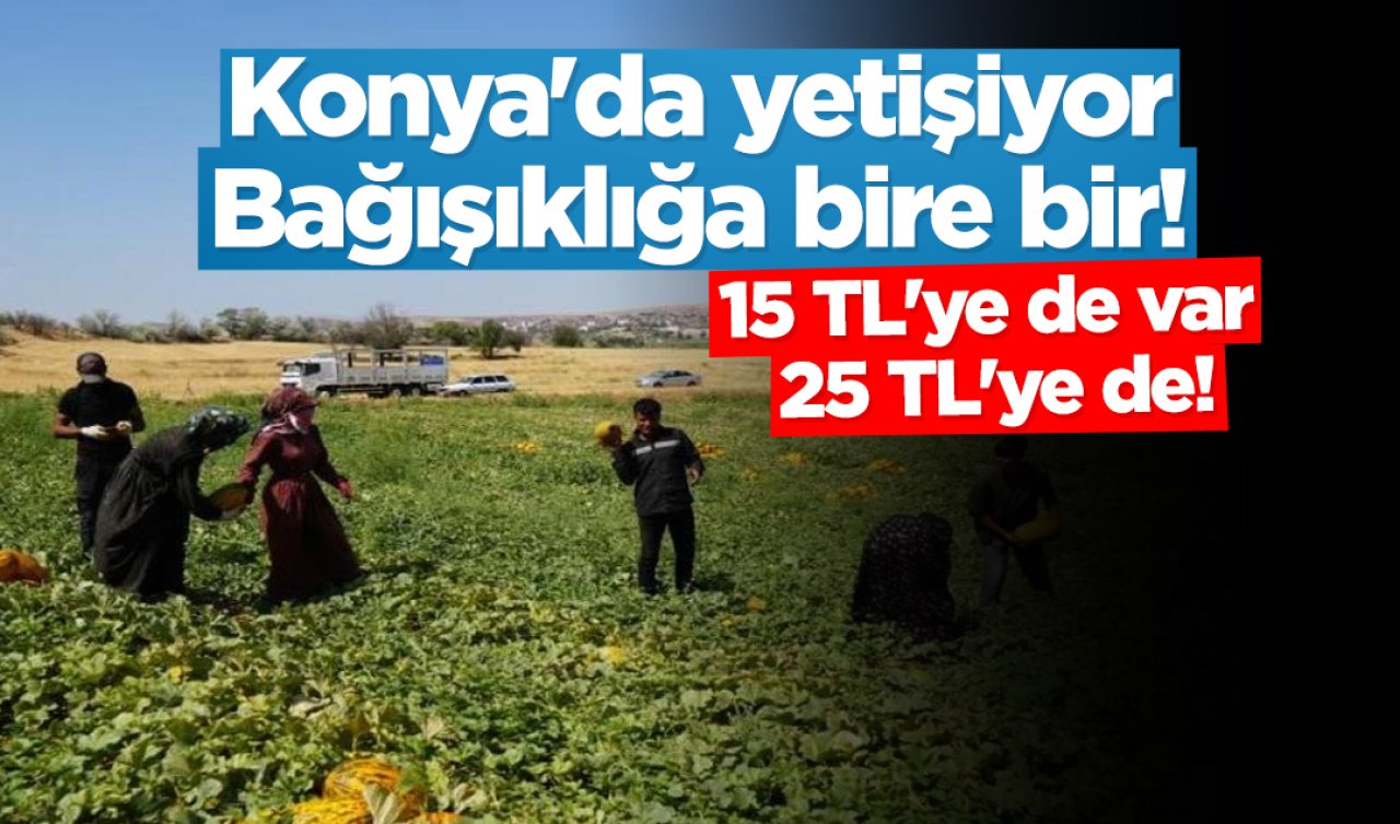 Konya’da yetişiyor bağışıklığa bire bir! 15 TL’den 25 TL’ye