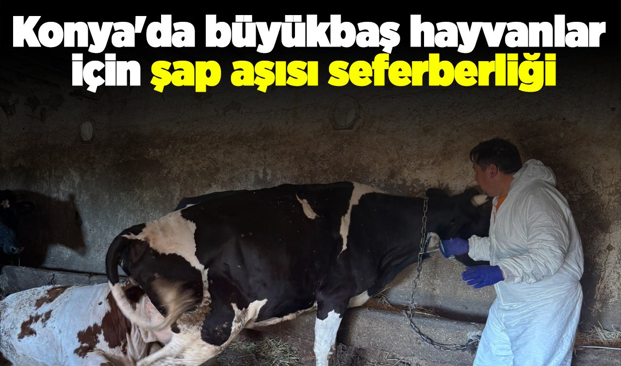 Konya’da şap aşısı seferberliği! Büyükbaş hayvanlar aşılanıyor